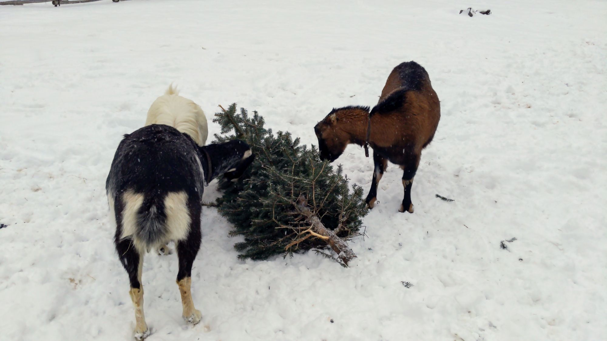 Of goats and conifers