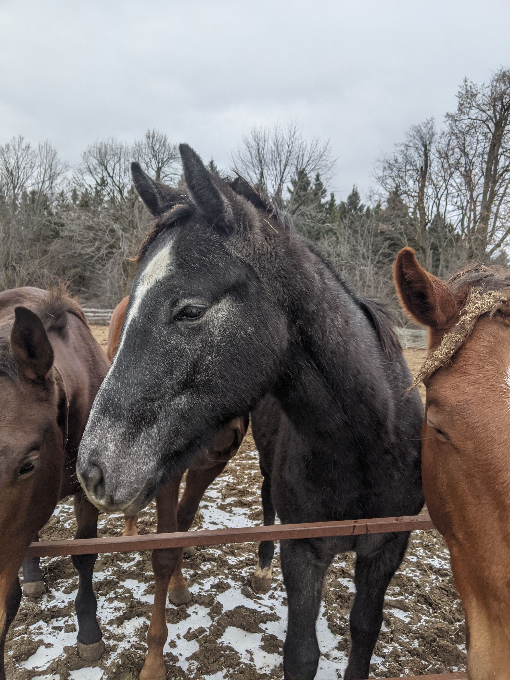 The bookmark: equine edition